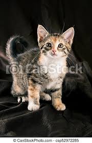 Cute little ginger kitten on its owners hands. Sitting Colorful Kitten On Dark Brown Blanket Vertical Photo Of Colorful Kitten Sitting On Dark Brown Blanket The Fur Of Canstock