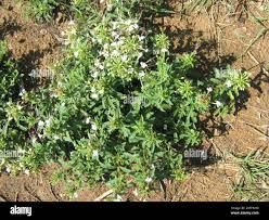 Image result for Clerodendrum ternatum