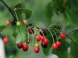 Maybe you would like to learn more about one of these? Pin On Jardineria