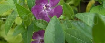 Check spelling or type a new query. Vinca Common Periwinkle Creeping Myrtle Flower Of Death Wine Periwinkle Vinca Minor Atropurpurea