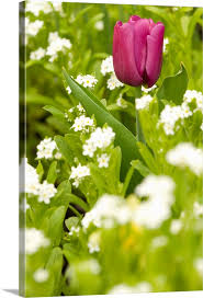 Maybe you would like to learn more about one of these? Brilliant Colored Single Tulip Contrasts To Field Of White Flowers Wall Art Canvas Prints Framed Prints Wall Peels Great Big Canvas