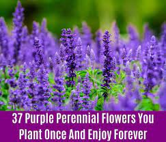 The variety blooms in summer. 37 Purple Perennial Flowers You Plant Once And Enjoy Forever