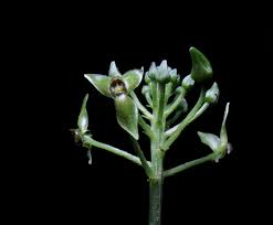 Image result for Malaxis schliebenii