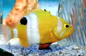 Juvenile Neptune Grouper Shows Up In Singapore Retailing For A Hefty Price Grouper Grouper Fish Saltwater Aquarium