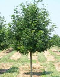 Image result for Gleditsia triacanthos