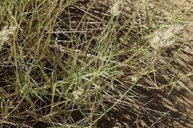 Image result for Tricholaena