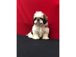 Here at teacups, puppies and boutique, we've been carrying imperial shih tzus and tiny type shih tzu puppies for sale in south florida since 1999! Shih Tzu Puppy For Sale Sheikh Zayed Road Dubai Classifieds