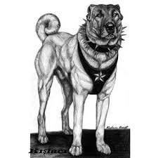 Kislaci Murat Instagram Photos Muratkarakalem Instagram Profil Instagram Profile User Profile Kangal Dog Anatolian Shepherd Dog Sketches