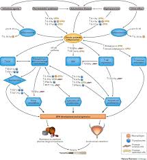 Benign prostatic hyperplasia (bph) is an enlarged prostate. Inflammatory Mediators In The Development And Progression Of Benign Prostatic Hyperplasia Nature Reviews Urology