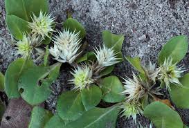 Image result for Alternanthera pungens