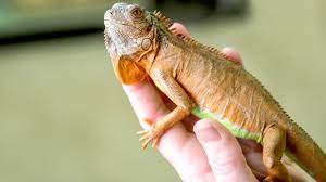 Filed under:exotic animals, exotic aquariums, exotic pets, gift, gifts, mary's lb pet store, simbad's birds & pets‎, underground reptiles. Laws On Exotic Pets For Each U S State