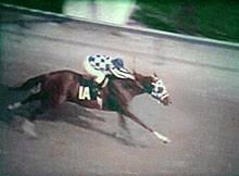 Secretariat Horse Wikipedia