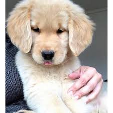 Full blooded akc registered golden retriever puppies for sale. Golden Retriever Puppies Nc Akc Petfinder