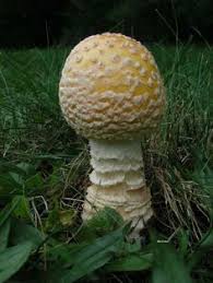 20 melhores ideias de amanita cogumelos cogumelos magicos fungos 20 melhores ideias de amanita