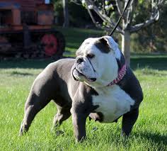 Review how much french bulldog puppies for sale sell for below. 7 Acre Kennels Olde English Bulldogges And Shorty Bulls