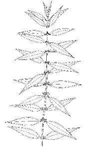 Image result for Enicostema