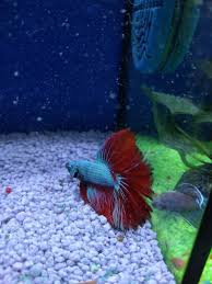 Originally it was said that a breeder crossed a red copper pk and a wild betta spp. Dragonscale Betta Monsterfishkeepers Com