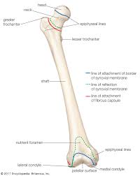 This diagram depicts skeleton of the body with parts and labels. Femur Definition Function Diagram Facts Britannica