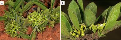 Image result for Gnidia burchellii