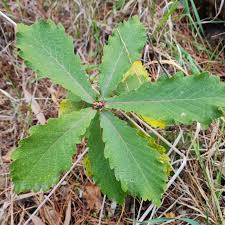 Image result for Quercus sp.