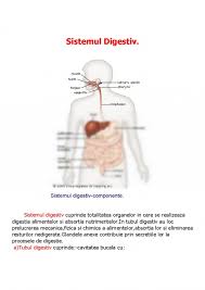 Curbura mare si curbura mica.in grosimea mucoasei gastrice se gasesc glandele gastrice. Referat Sistemul Digestiv 414129 Graduo