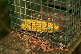 Make this simple pvc humane grey squirrel trap. Trapping Squirrels Is It Legal And How Do You Go About It