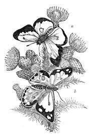 Black And White Butterfly Drawing 6 Thistle Images Rustic Flowers Butterfly Art Butterfly Drawing Drawings
