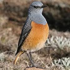 Image result for Subularia monticola