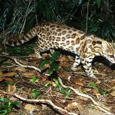 Oct 6, 2020 contract expires: Neue Art In Brasilien Tigerkatzen Haben Sich Auseinandergelebt Der Spiegel