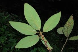 Image result for Actinodaphne