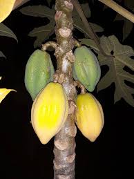 Image result for Vasconcellea pubescens