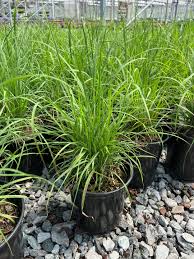 Image result for Andropogon lima