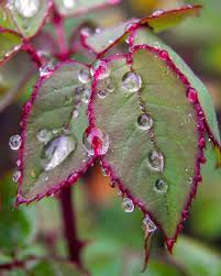 Roses Leaves With Water Drops Water Drops Water Drop Photography Dew Drops