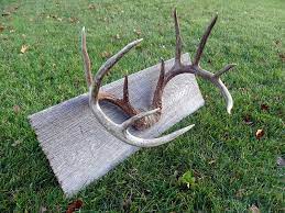 Antler Mount From Soleadventure Com Deer Decor Deer Antler Decor Antler Mount