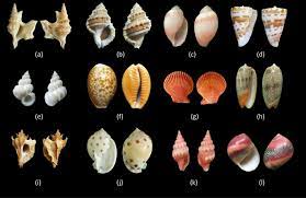 Shell is a global group of energy and petrochemical companies. A Shell Dataset For Shell Features Extraction And Recognition Scientific Data