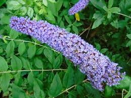 Image result for Buddleja davidii