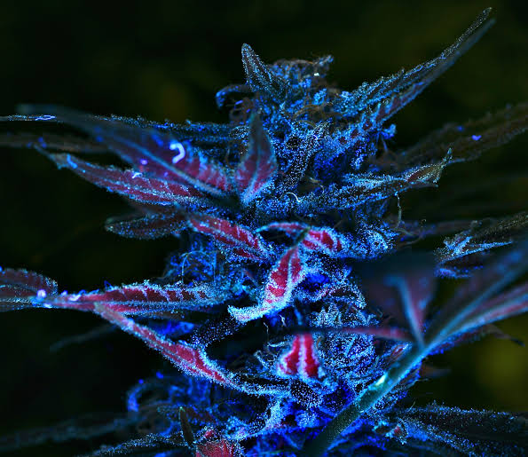 Macro view of resinous Blue Zkittlez trichomes, AI generated