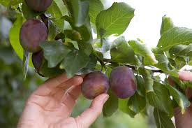 Image result for Prunus domestica