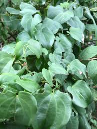 Image result for Dioscorea cotinifolia