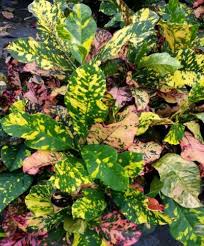 Image result for Croton longipedicellatus
