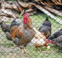 Amazon.com: Junflying Red para pájaros para gallinero, malla ...