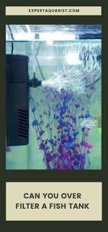 Can You Over Filter A Fish Tank What To Do And What Not In 2020 Fish Tank Aquarium Maintenance Aquarium Set