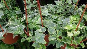 And the rash typically goes away on its own in two to three weeks. Care Of English Ivy Plant How To Grow And Care English Ivy Plant Fun Gardening Youtube