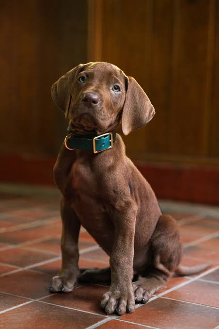 Netflix's 'Scooby-Doo: Origins': Meet Real Dog in Live-Action Series