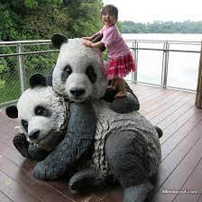With jiaqiang johnny wang, alvin chiam, elena chia, serene chen. Singapore Zoo Giant Panda Forest Little Day Out