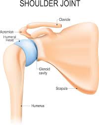 Image result for Shoulder Instability Exam