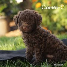 Once you purchase a puppy you have 48 hours to take to. Carmen Havapoo Puppy For Sale In Quarryville Pa Happy Valentines Day Happyvalentinesday2016i