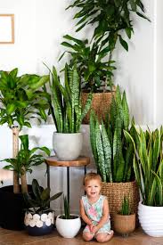 Houseplants Snakeplant Motherinlawstounge Masscaneplant Cornplant Plantbabies Plantfamily Plantc House Plants Decor Plant Decor Indoor Plant Decor