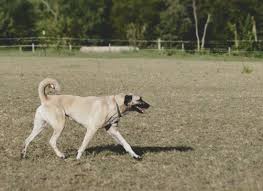 Originally the breed served people of anatolia. Meet The Kangal Dog Tempus Renatus School Of Classical Horsemanship