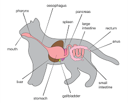 Pancreatitis In Cats Elwood Vet